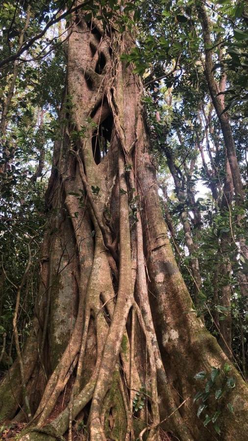 Cantos Del Bosque Monteverde Buitenkant foto